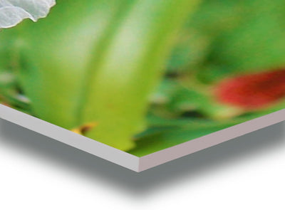 WunschPIXEL – Wandbild Blumen auf weissem Acrylglas, Set 4-teilig je 20x20 cm, quadratisch, tropisch
