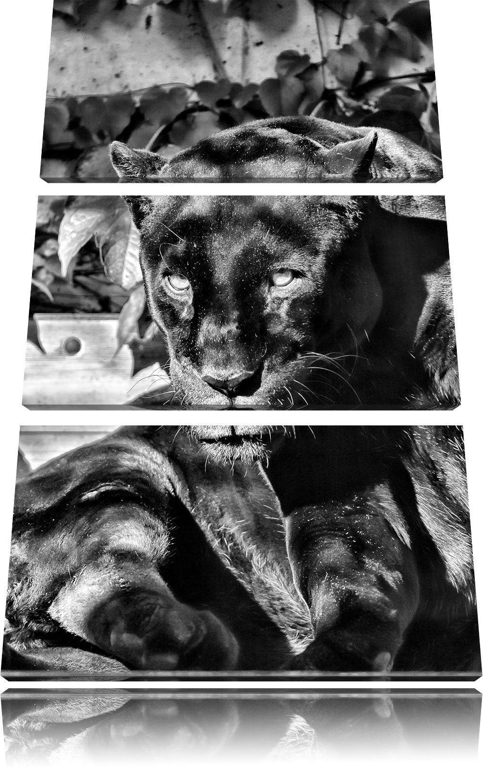 Pixxprint Monocrome, schwarzer Panther 3-Teiler Leinwandbild 120x80 Bild auf Leinwand