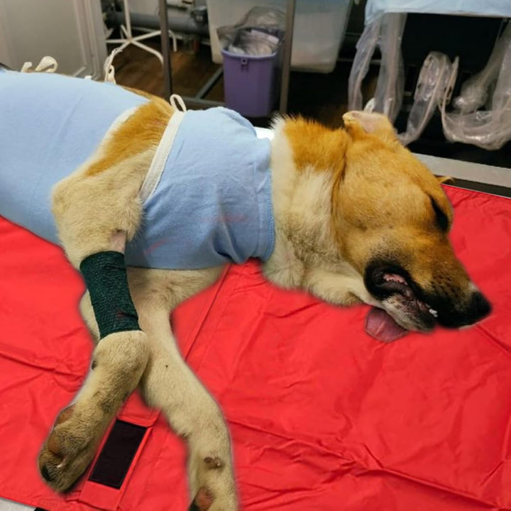 Tierrettung Hundetrage,Tiertransporttrage Für Verletzte - Multifunktionale Faltbare Notfalltrage Mit
