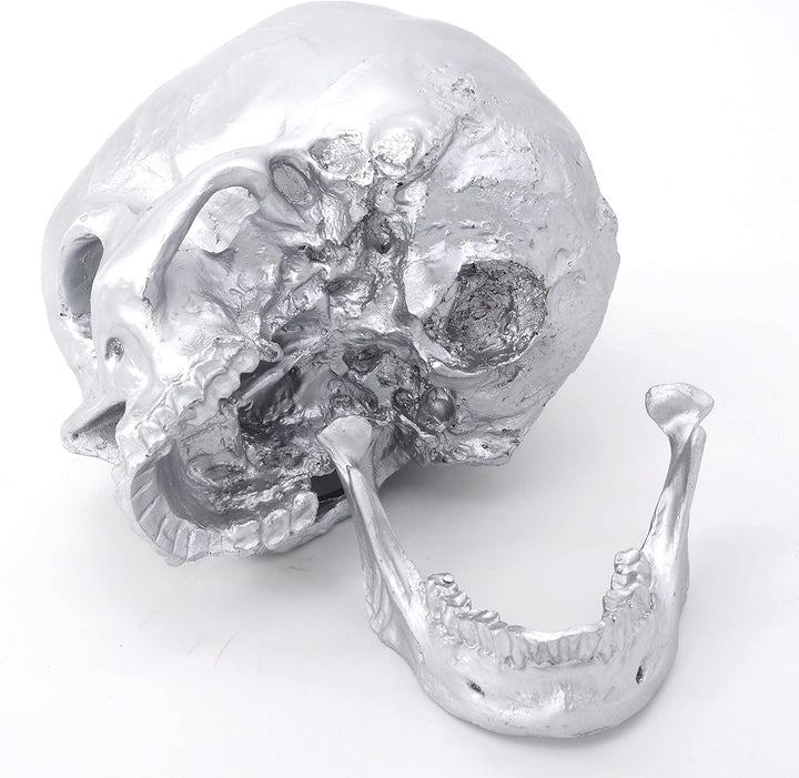 Cranstein Scientific Menschlicher Schädel mit Unterkiefer | Totenkopf | Deko (Farbe Hellsilber)