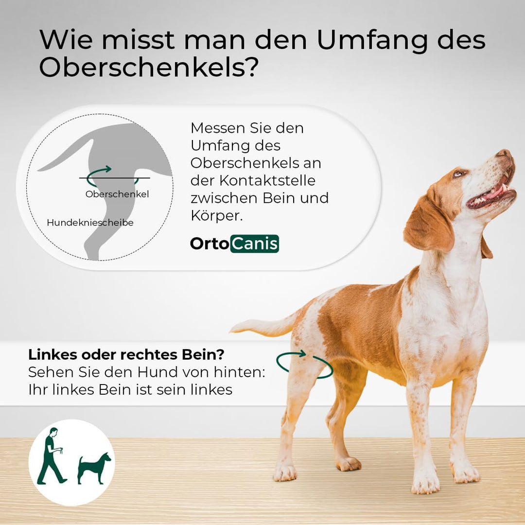 Ortocanis - Kniebandage Hund Hinterbein für das rechte Bein - Hergestellt aus Neopren ARD - Bei Kreu