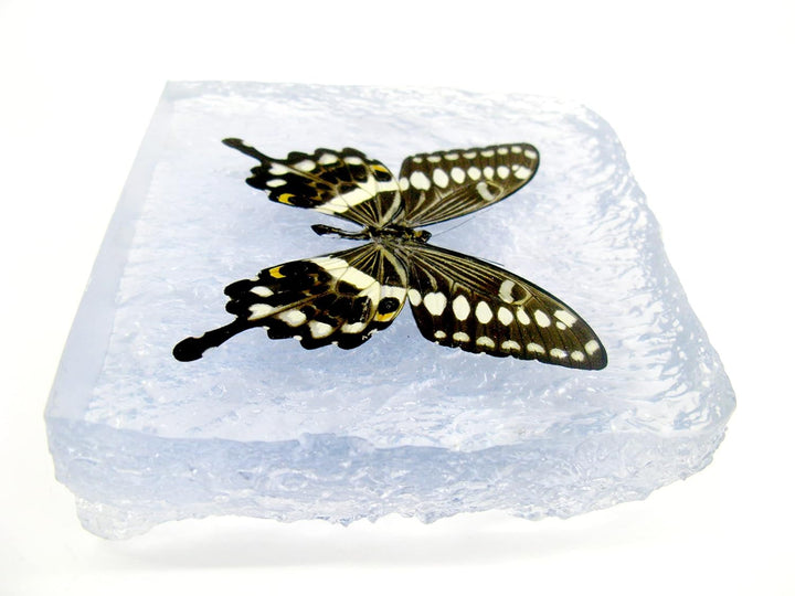 Echter, sorgfältig präparierten Schmetterling in Kunstharz gegossen. Dekorativ und selten. Bewahren