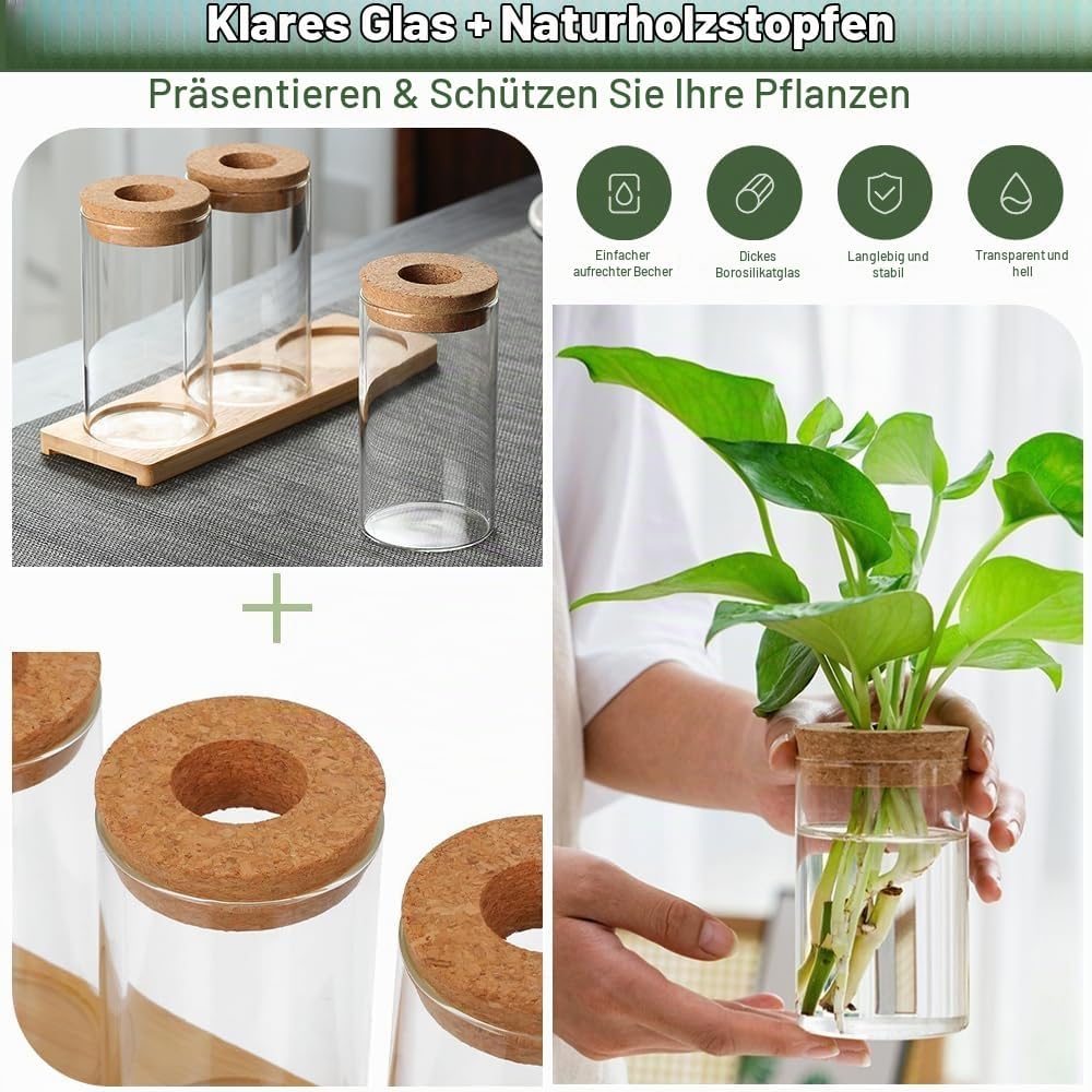 3Stk Pflanzenterrarium Hydrokultur Vermehrungsstation Pflanzen Anzuchtstation Ableger Pflanzen Glas