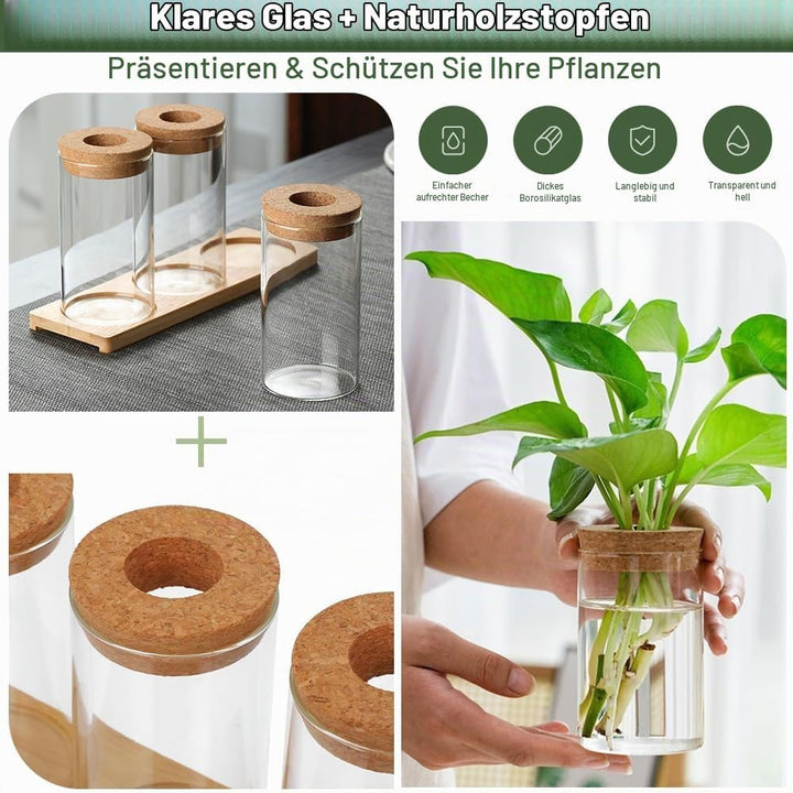 3Stk Pflanzenterrarium Hydrokultur Vermehrungsstation Pflanzen Anzuchtstation Ableger Pflanzen Glas