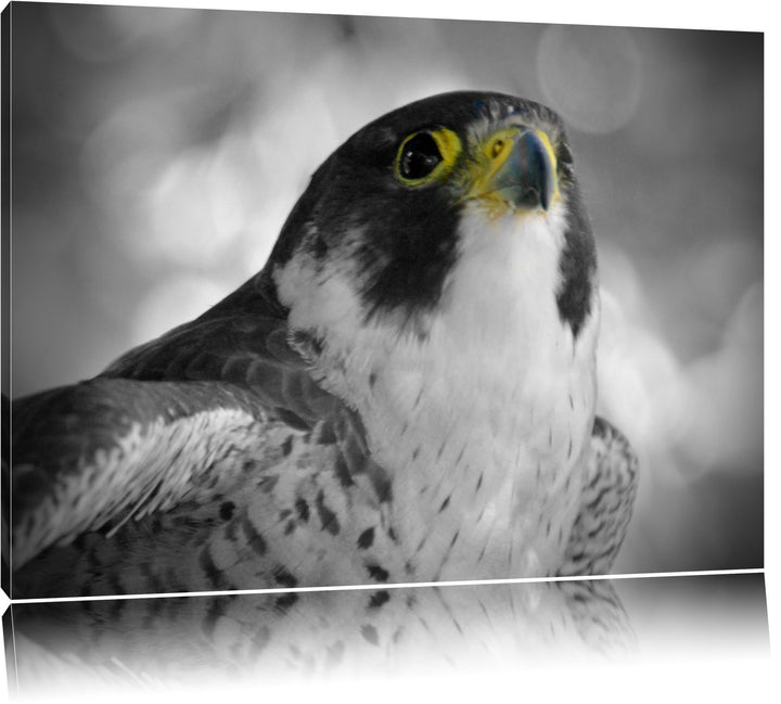schöner anmutiger Adler schwarz/weiss auf Leinwand, XXL riesige Bilder fertig gerahmt mit Keilrahmen