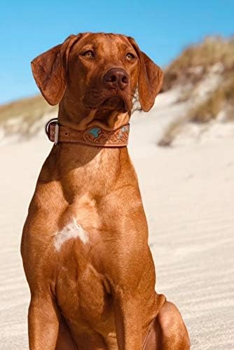 MICHUR Mariano Hundehalsband Leder, Lederhalsband Hund, Halsband, Beige Blau Braun, Leder, mit gesta