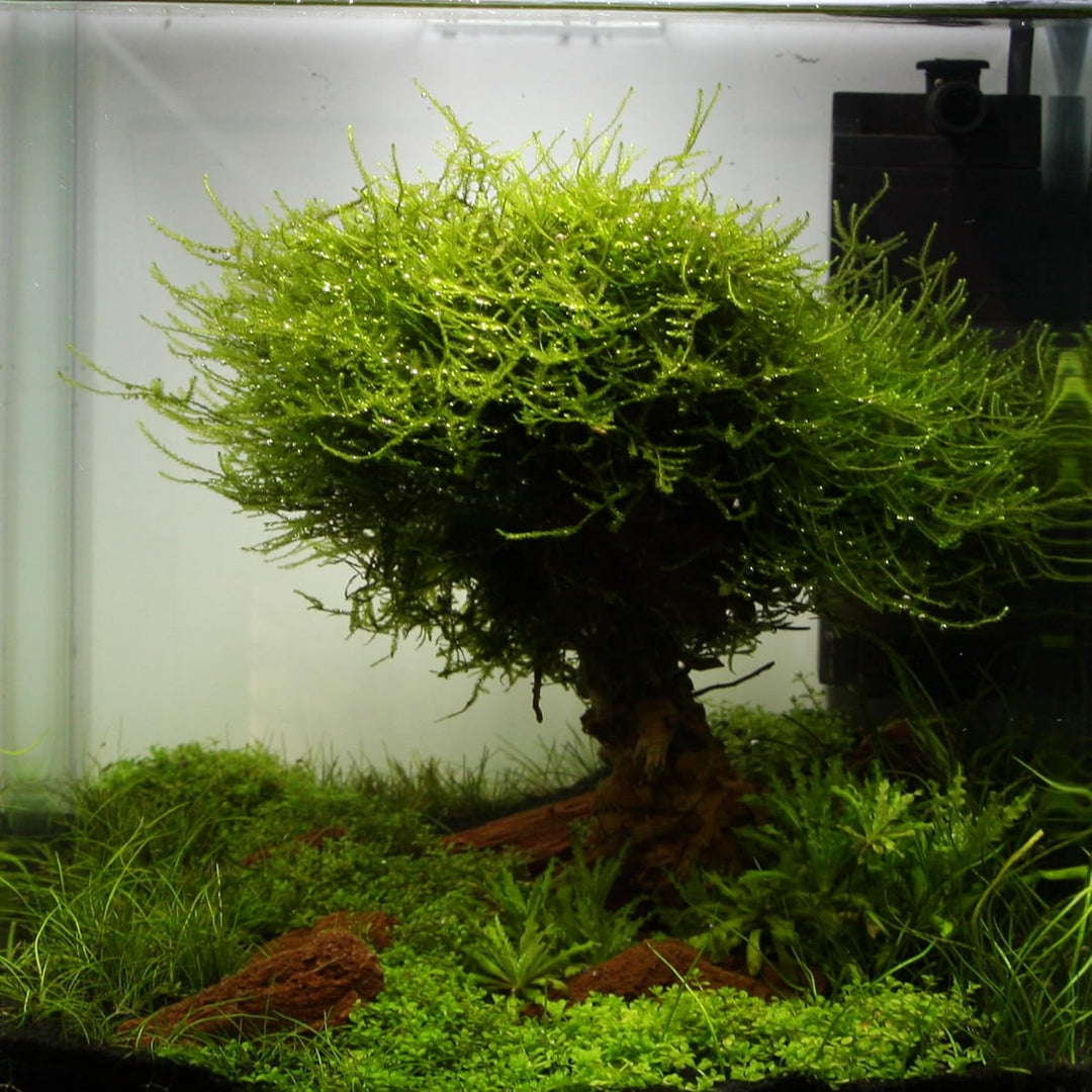 Collar Aquarium 5 l - Weissglas - Nano-Aquarium mit ultra-transparentem Glas - mit Abdeckscheibe und