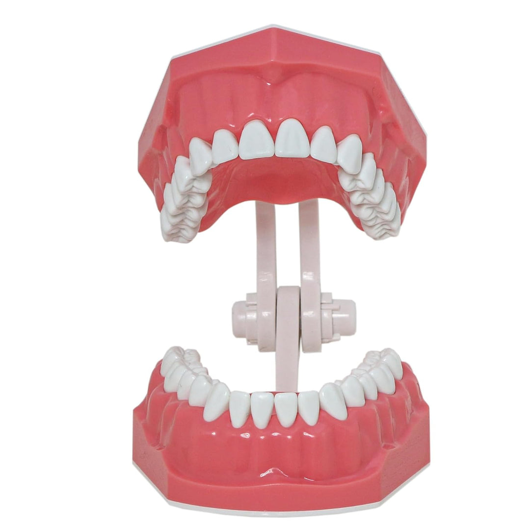 DENTALMALL Zahnputz-Modell, Zähne, Typodont, Muster, sichtbar, Anatomie, Demonstration, Lehr, Standa