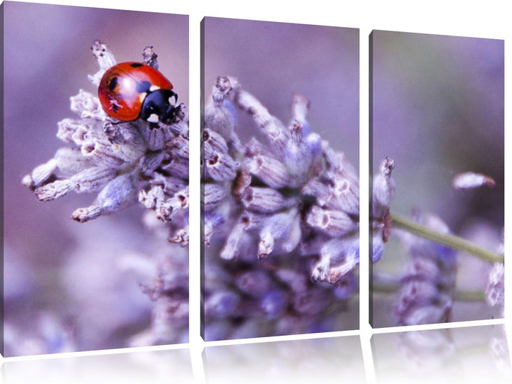 Pixxprint Kleiner Marienkäfer auf Lavendel als Leinwandbild/Grösse: 3Teilig (120x80) / Wandbild/Kuns