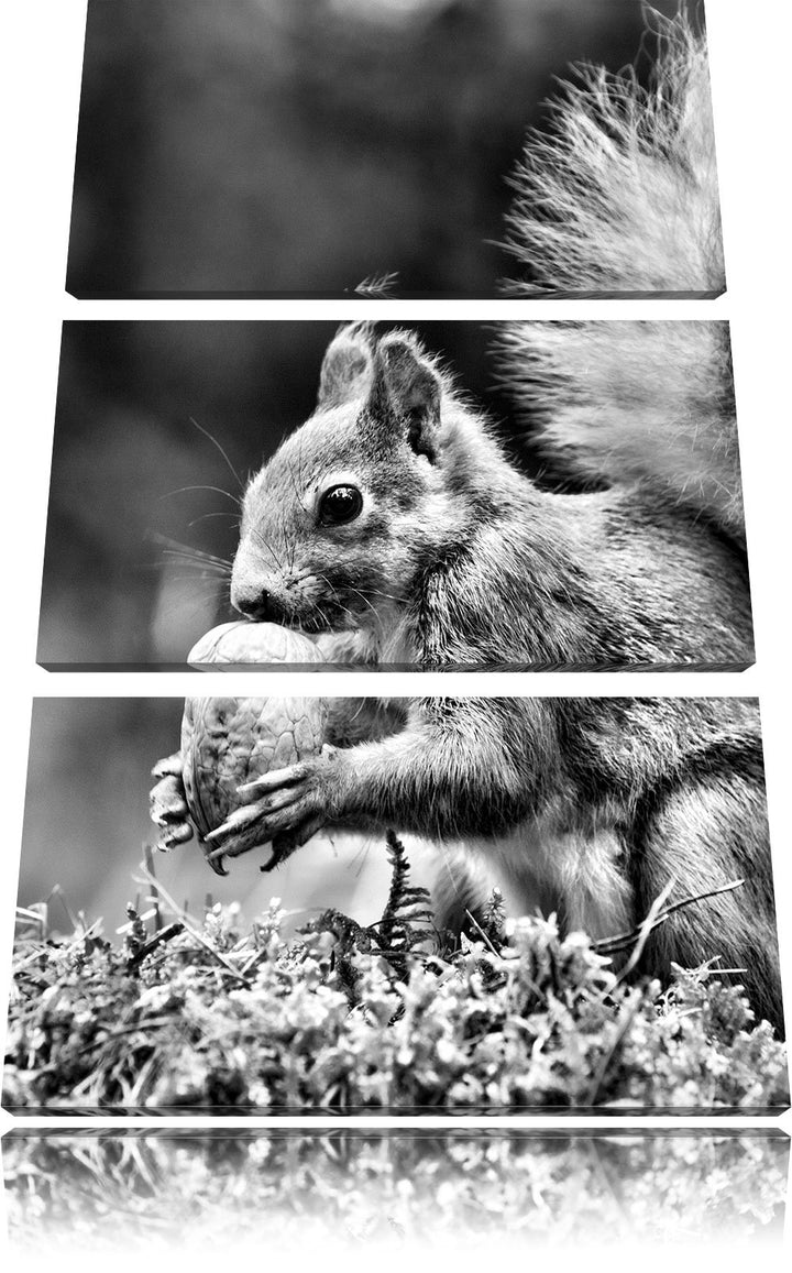 Pixxprint Eichhörnchen mit Nuss als Leinwandbild/Grösse: 3 Teilig (120x80) cm/Wandbild/Kunstdruck/fe