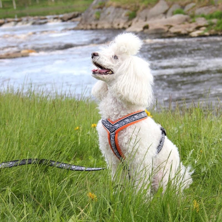 FinNero Pet Products Hundegeschirr, weich, gepolstert, 60 cm, Orange Orange 60 cm / 24 in, Orange 60