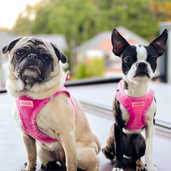 Voyager Step-in Plush Dog Harness - Soft Plush Step In Vest Harness for Small and Medium Dogs by Bes