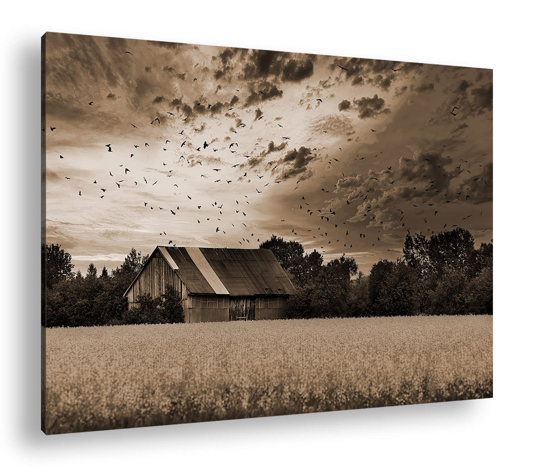 deyoli Scheune am blühendem Feld Effekt: Sepia Format: 80x60 als Leinwandbild, Motiv fertig gerahmt