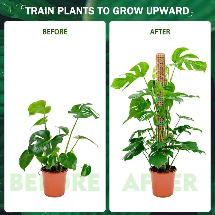 Moosstab Rankhilfe 6 Stück 61cm, Rankhilfe Zimmerpflanzen, Rankhilfe Monstera, Rankstab Monstera, Mi