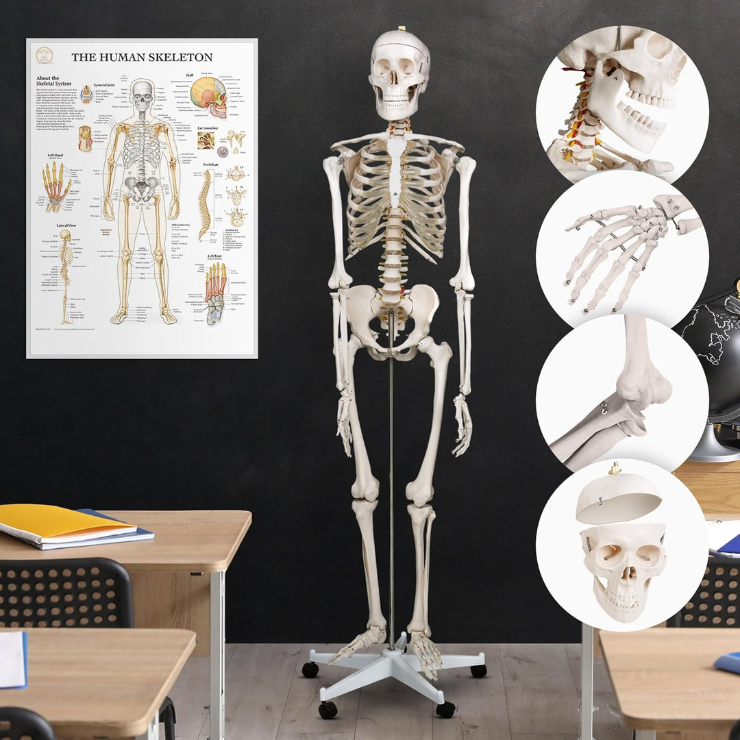 Jago® Menschliches Anatomie Skelett 181.5 cm - inkl. Schutzabdeckung, mit Ständer, Standfuss und Leh