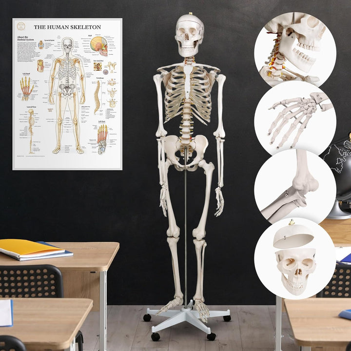 Jago® Menschliches Anatomie Skelett 181.5 cm - inkl. Schutzabdeckung, mit Ständer, Standfuss und Leh