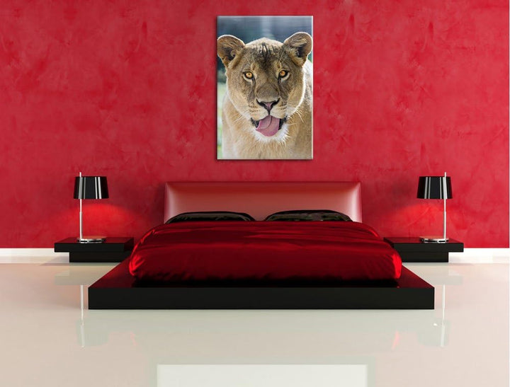 Pixxprint schöne Löwin auf Leinwand, XXL riesige Bilder fertig gerahmt mit Keilrahmen, Kunstdruck au