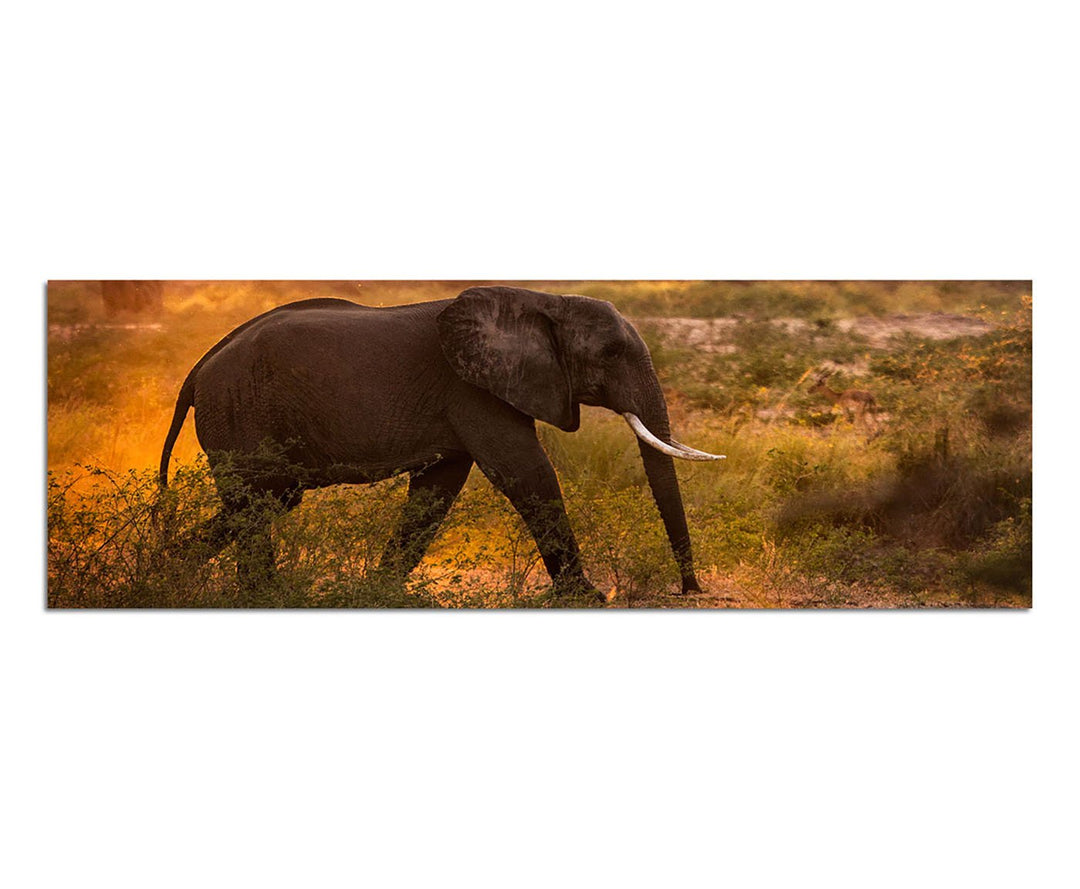 Paul Sinus Art Panoramabild auf Leinwand und Keilrahmen 150x50cm Wiese Bäume Elefant Morgensonne