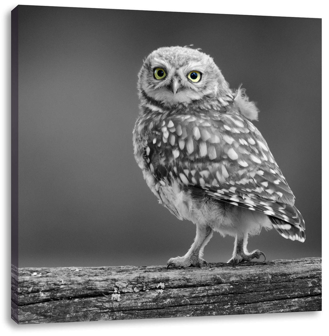 Pixxprint süsse Eule auf AST schwarz/weiss, Format: 70x70 auf Leinwand, 70x70