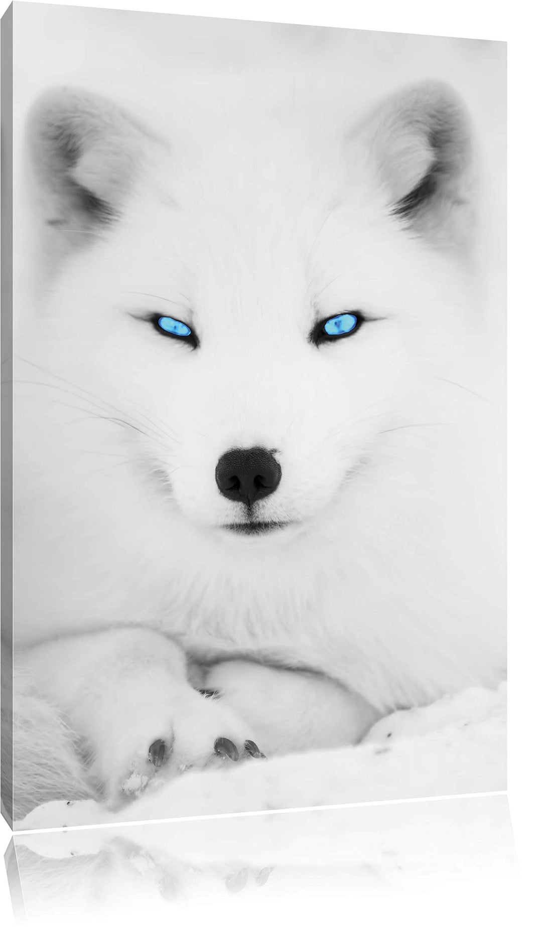 Pixxprint liegender Polarfuchs mit strahlenden Augen schwarz/weiss, Format: 70x100 auf hochkantiges