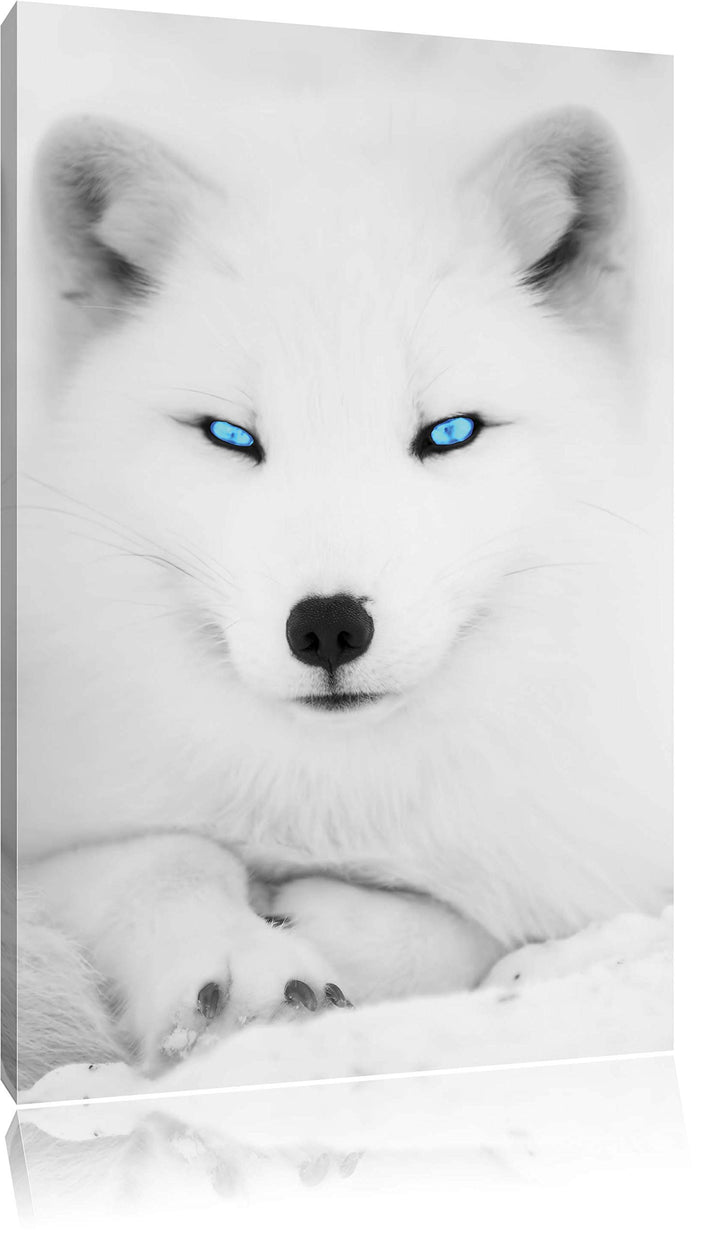 Pixxprint liegender Polarfuchs mit strahlenden Augen schwarz/weiss, Format: 70x100 auf hochkantiges