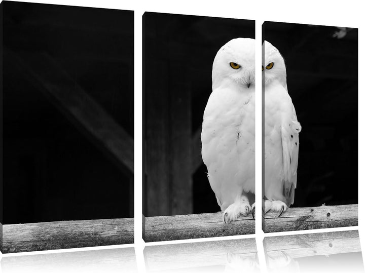 Pixxprint Weisse Schneeeule als Leinwandbild | Grösse: 3 Teilig (120x80) | Wandbild| Kunstdruck | fe