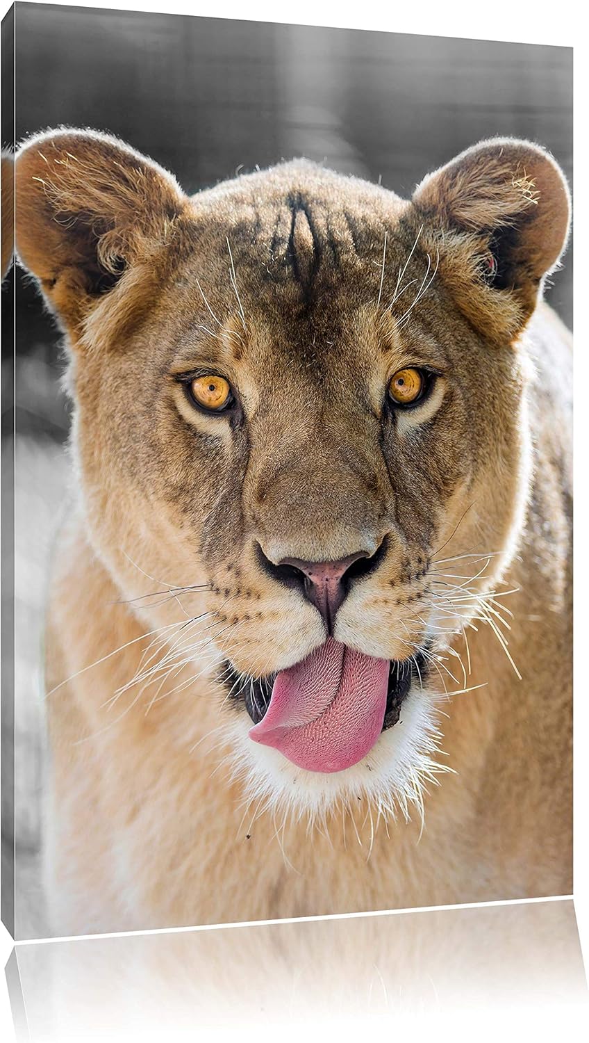 Pixxprint schöne Löwin schwarz/weiss auf Leinwand, XXL riesige Bilder fertig gerahmt mit Keilrahmen,