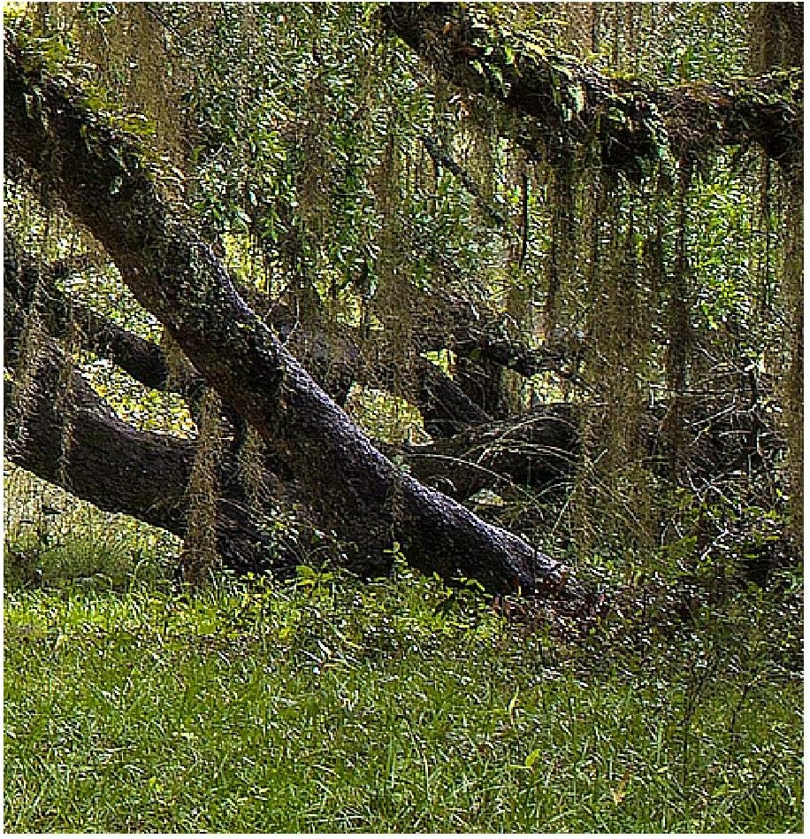 Runa Art Wandbilder Wald Landschaft Bild XXL Schlafzimmer Wohnzimmer Grün Natur 120 x 80 cm 3 Teilig