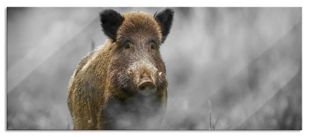 Glasbild Panorama | Wandbild aus Echtglas | einsames Wildschwein im Wald | 120x50 cm | inkl. Aufhäng