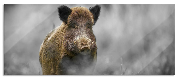 Pixxprint Glasbild Panorama, Wandbild aus Echtglas, einsames Wildschwein im Wald, 100x40 cm, inkl. A