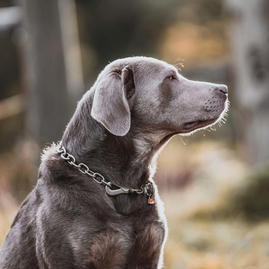 Sprenger Hundehalskette mit Sprenger Haken aus Edelstahl rostfrei 4 mm I Grösse individuell einstell
