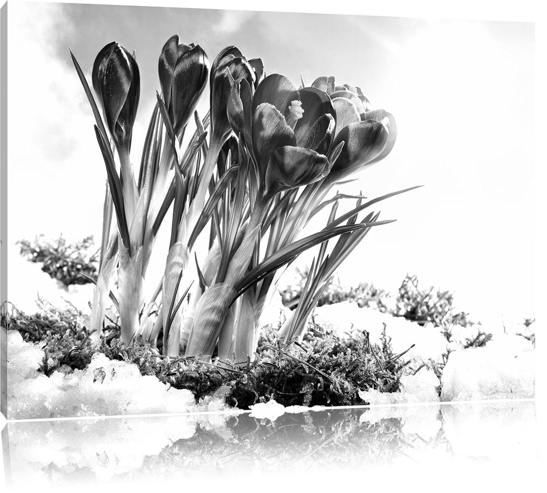 Pixxprint Frühling florwer Hintergrund als Leinwandbild | Grösse: 100x70 cm | Wandbild | Kunstdruck