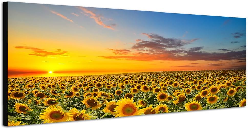 Paul Sinus Art Panoramabild auf Leinwand und Keilrahmen 150x50cm Sonnenblumenfeld Sonnenuntergang So