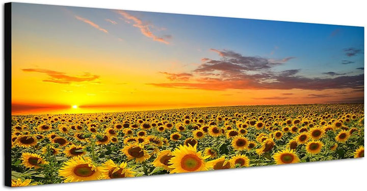 Paul Sinus Art Panoramabild auf Leinwand und Keilrahmen 150x50cm Sonnenblumenfeld Sonnenuntergang So