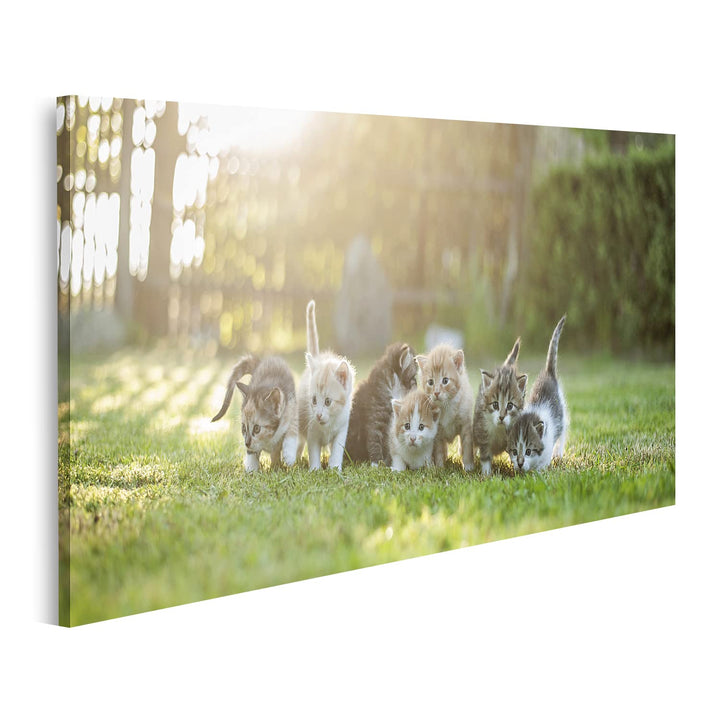 islandburner Bild auf Leinwand Sieben Junge Katzen Kätzchen Auf Der Wiese Bilder Wandbilder Poster,