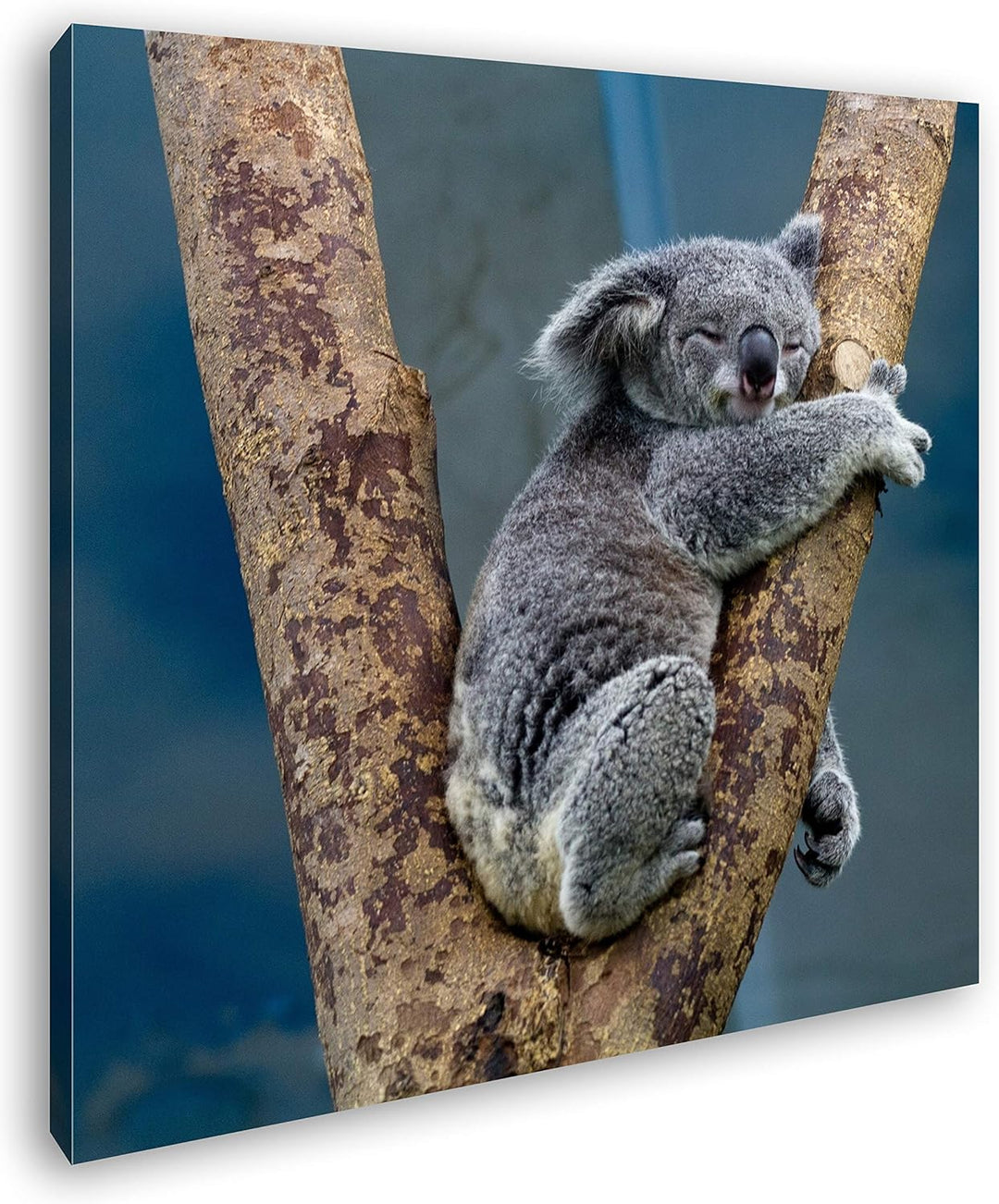 deyoli niedlich schlafender Koalabär Format: 70x70 als Leinwand, Motiv fertig gerahmt auf Echtholzra