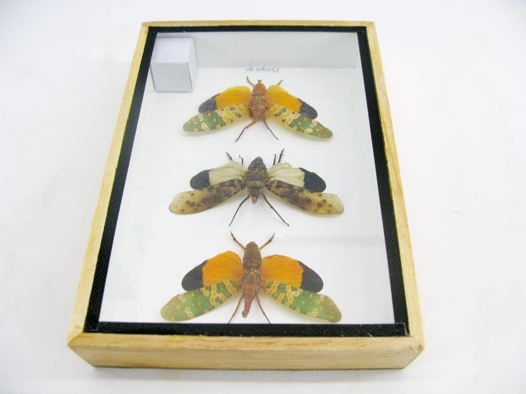 Echte exotische riesige Käfer, Insekten und Krabbler im Schaukasten - Insekten - Taxidermie (3x Pyro