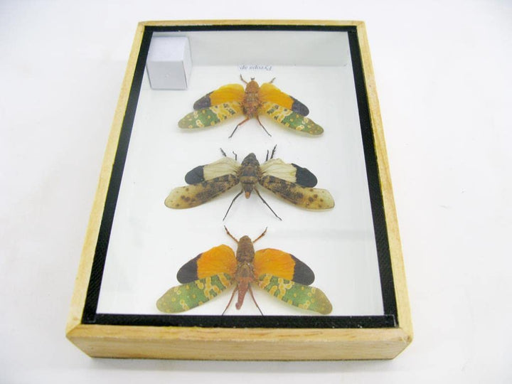 Echte exotische riesige Käfer, Insekten und Krabbler im Schaukasten - Insekten - Taxidermie (3x Pyro
