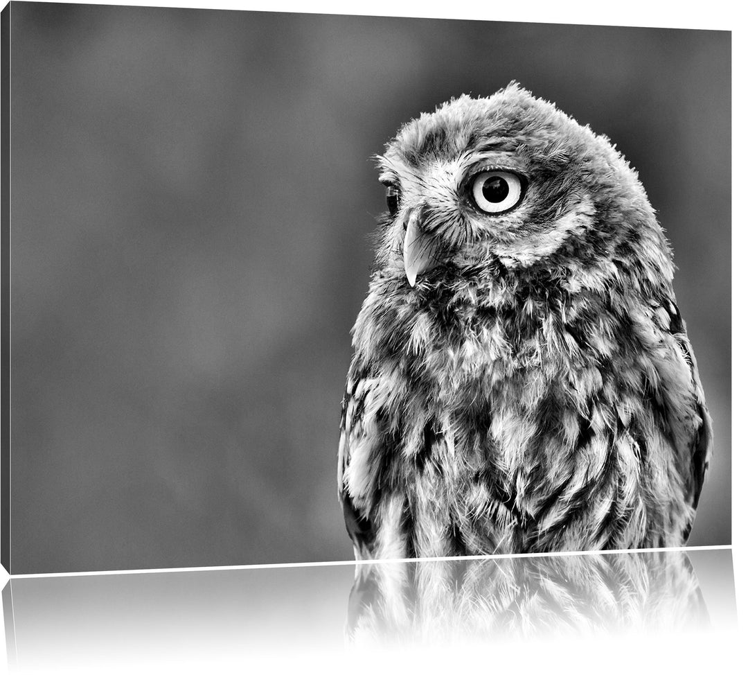 Pixxprint schöne Junge Eule als Leinwandbild/Grösse: 100x70 cm/Wandbild/Kunstdruck/fertig bespannt,