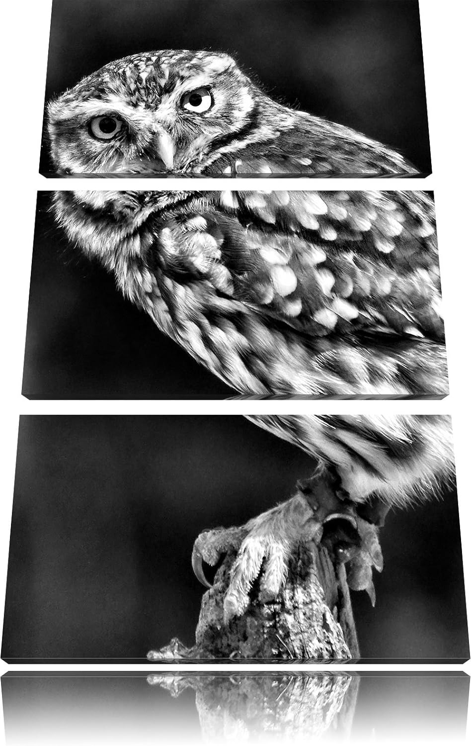 Pixxprint Eule auf AST als Leinwandbild/Grösse: 3 Teilig (120x80) cm/Wandbild/Kunstdruck/fertig besp