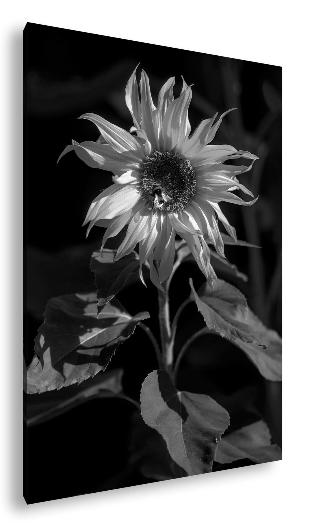 deyoli Blühende Sonnenblume Format: 80x60 Effekt: Schwarz&Weiss als Leinwandbild, Motiv fertig gerah