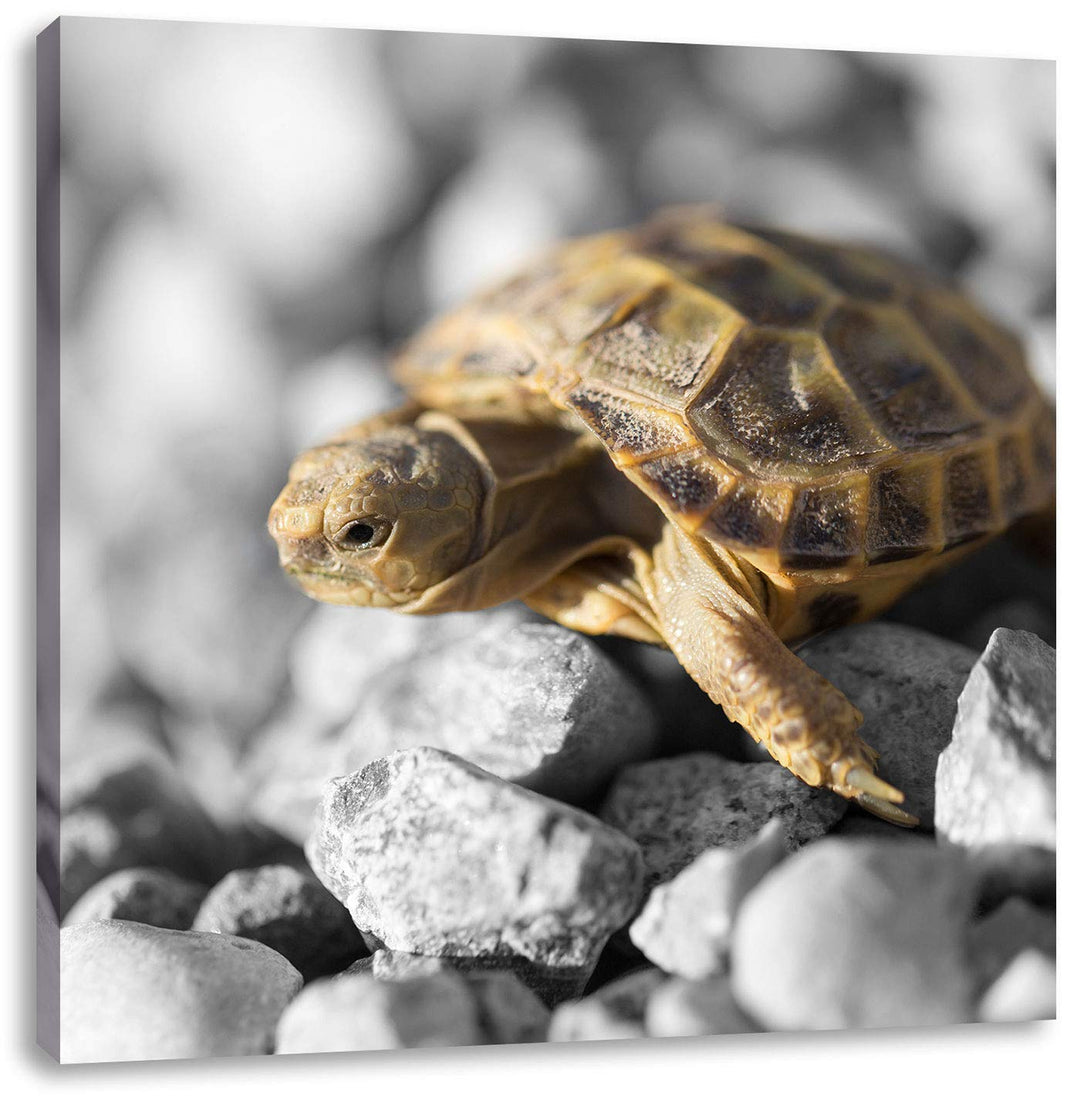 Pixxprint süsse Schildkröte auf Steinen schwarz/weiss, Format: 70x70 auf Leinwand, 70x70