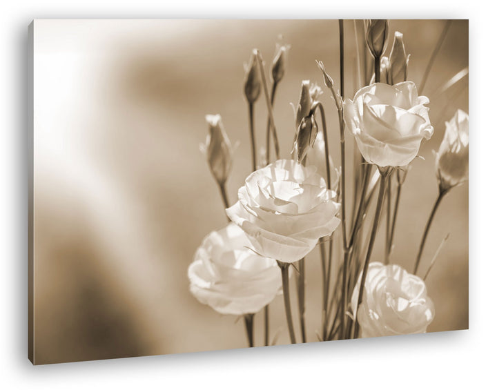 deyoli weisser Blumenstrauss Format: 80x60 Effekt: Sepia als Leinwandbild, Motiv fertig gerahmt auf