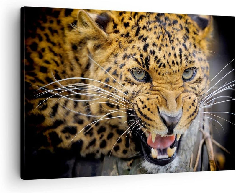 Bilder auf Leinwand Leopard tier savanne afrika Leinwandbild 70x50cm Wandbilder Dekoration Wohnzimme