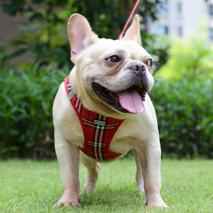 Suredoo Hundegeschirr Kleine Hunde mit Leine, Anti Zug Geschirr Reflektierend Atmungsaktiv Brustgesc