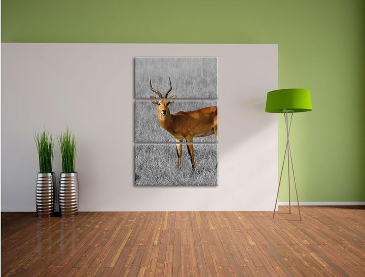 Pixxprint Dorkasgazelle im trockenen Gras als Leinwandbild/Grösse: 3 Teilig (120x80) cm/Wandbild/Kun