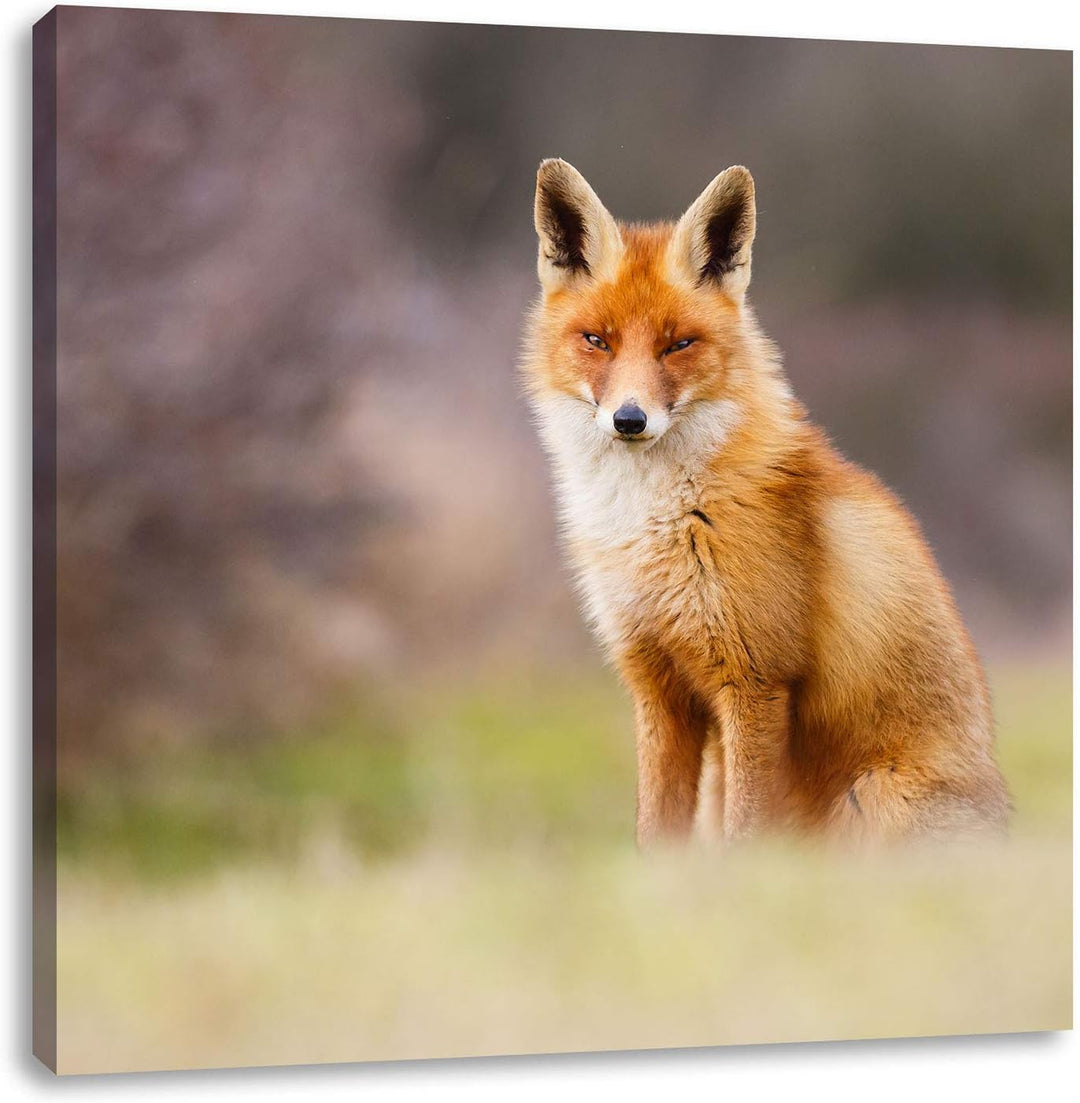 Pixxprint Listiger Fuchs, Format: 70x70 auf Leinwand, XXL riesige Bilder fertig gerahmt mit Keilrahm
