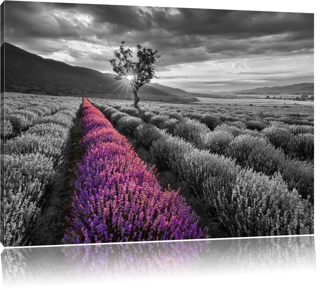 Lavendelfeld mit einsamen Baum schwarz/weiss Format: 100x70 auf Leinwand, XXL riesige Bilder fertig