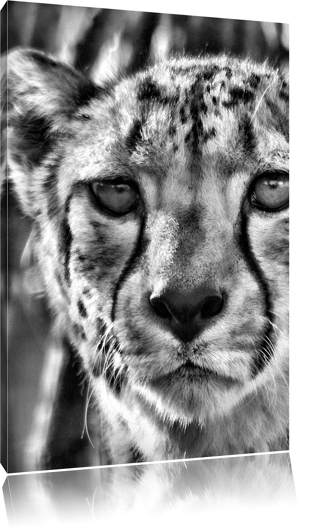 Pixxprint junger Gepard im Dschungel als Leinwandbild/Grösse: 100x70 / Wandbild/Kunstdruck/fertig be