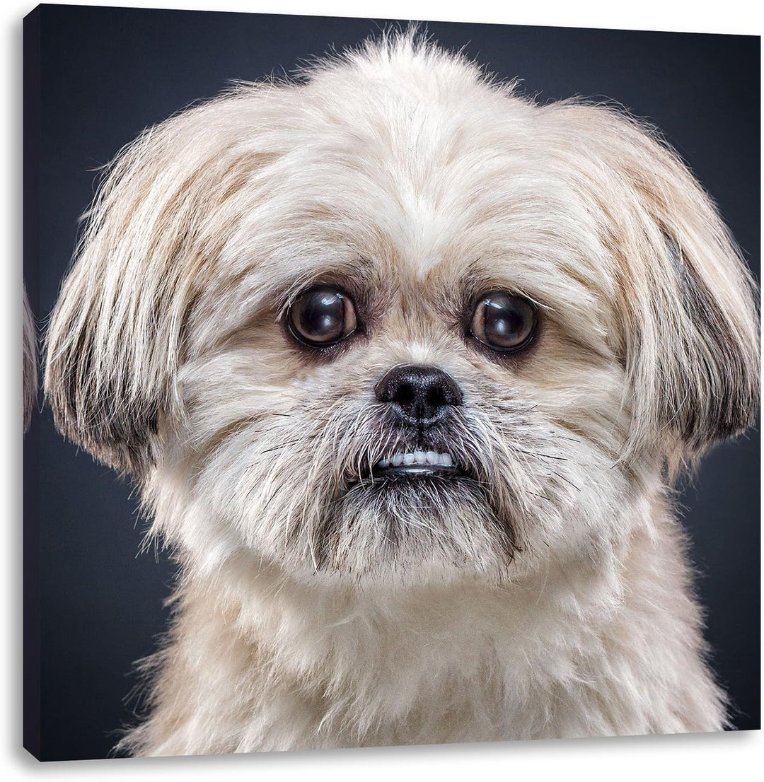 lustiger kleiner Hund, Format: 70x70 auf Leinwand, XXL riesige Bilder fertig gerahmt mit Keilrahmen,